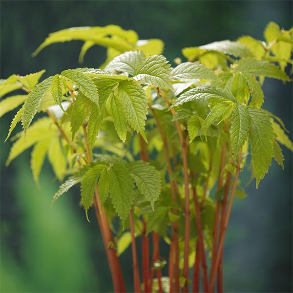 希少な山菜として人気のウワバミソウ。本州、九州、四国などの山林の湿った斜面などに自生します。5〜6月頃に柔らかい茎はぬめりがありアクやクセがなく、摘み採って皮をむき、てんぷらや和え物、おひたし、油いためなどに利用します。また根元にできるムカ...