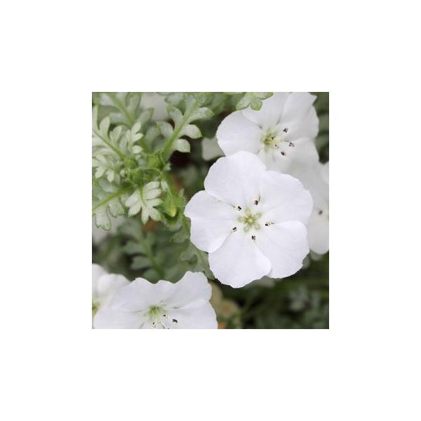 シルバーリーフを持った奇跡のネモフィラ。今までにない上品でかわいい最高の容姿です。※詳しい商品説明は下のほうに記載があります