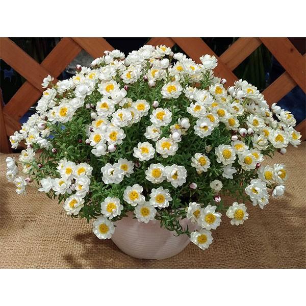 花かんざし ハナカンザシ 6号平鉢植え 園芸ネット 通販 Yahoo ショッピング