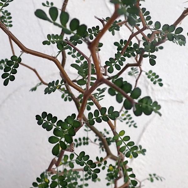 ソフォラはニュージーランドなどに自生し、羽状複葉の小葉でユニークな樹姿の常緑低木。別名が「メルヘンの木」とも呼ばれるマメ科ソフォラ属の植物です。2〜3mmほどの小さな葉をつけ、枝がジグザグとした樹形が非常にユニーク。株が充実してくると、初夏...