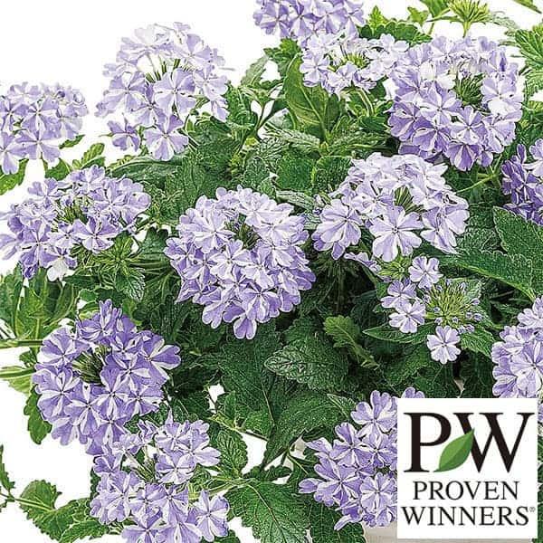 バーベナ スーパーべナアイストゥインクル5号鉢植え
