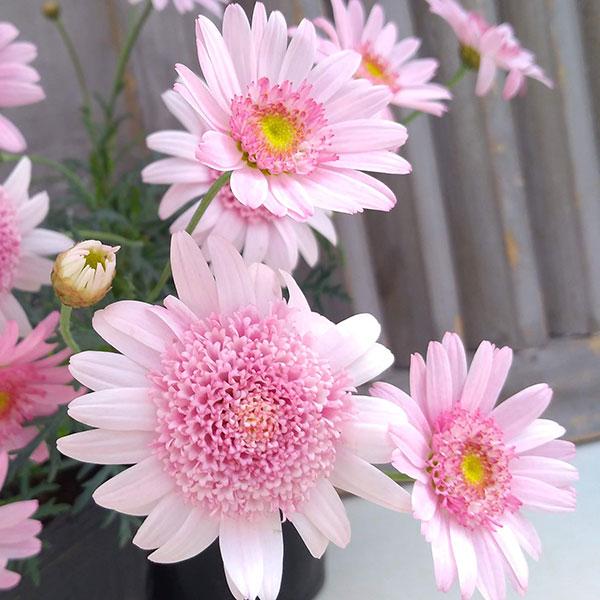 シェリエメールは静岡生まれのマーガレット。きれいなピンクの八重変わり咲きで、華やかな雰囲気の品種です。高温期でも花弁の色があせない品種です。花壇や鉢植えでお楽しみください。※詳しい商品説明は下のほうに記載があります