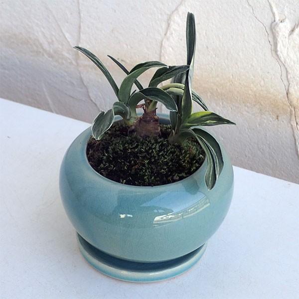 観葉植物 ギフトに 万年青 おもと 剣舞 陶器鉢植え デュラン青s 皿付き 園芸ネット 通販 Yahoo ショッピング