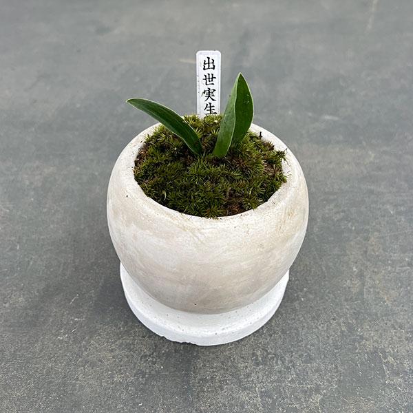 観葉植物 ギフトに 万年青 おもと 出世実生 鉢植え マルモボウル白 皿付き 園芸ネット 通販 Yahoo ショッピング