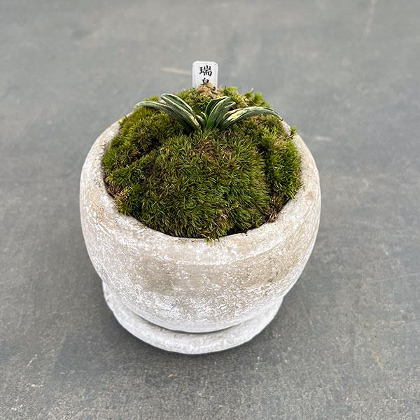 観葉植物 ギフトに オモト（万年青） 瑞泉・鉢植え ロゼッタボウル白SS