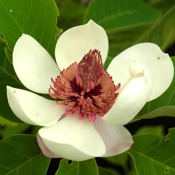 花木 庭木の苗 オオヤマレンゲ 受け咲き 玉水 6号ポット 送料無料 園芸ネット 通販 Yahoo ショッピング