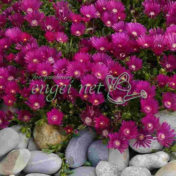 草花の苗 デロスペルマ 耐寒マツバギク サンデラ ネオン3号ポット 園芸ネット 通販 Yahoo ショッピング