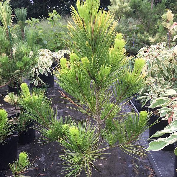 花木 庭木の苗 松 黄金黒松 オウゴンクロマツ 8号鉢植え 送料無料 1464 園芸ネット 通販 Yahoo ショッピング