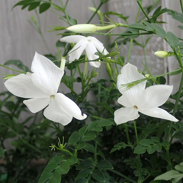 ホワイトプリンセスは羽衣ジャスミンの改良種のつる性植物。羽衣ジャスミンは一季咲き（春のみ開花）ですが、ホワイトプリンセスは四季咲性の強い品種です。主な開花期は春5月頃ですが、それ以外の季節にもちらちらと咲きます。ソケイの1種で、花は一度にた...