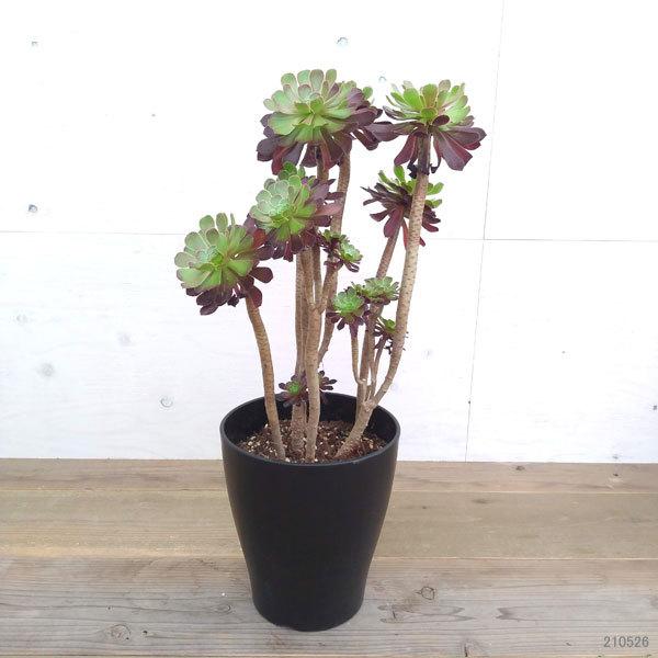 観葉植物 アエオニウム 黒法師8号鉢 送料無料 園芸ネット 通販 Yahoo ショッピング