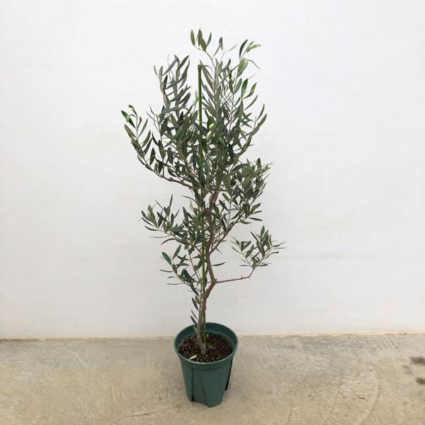 オリーブの木　カロレア 花木 庭木の苗/オリーブ：カロレア 8号鉢植え : 園芸ネット