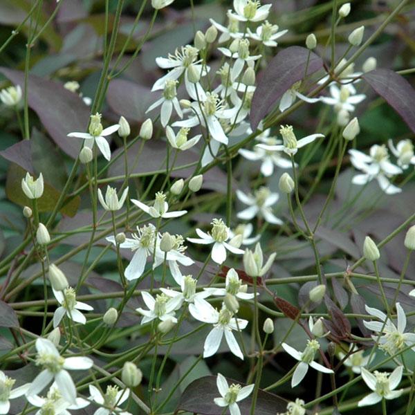 フラミュラ系クレマチス苗鉢植え クレマチス：アコウエンシス（屏東鉄線蓮）4号ポット（原種