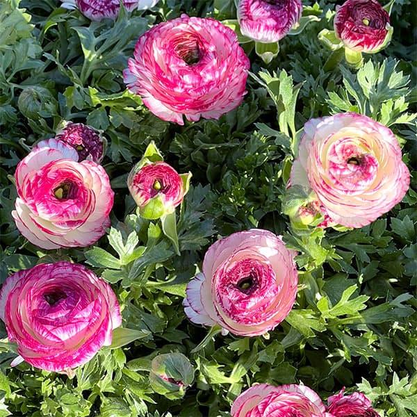 八重咲きのカラフルな花が花壇一面に咲き、牡丹のように華やかなラナンキュラス。どんな花とも相性が良く、寄せ植えで全体のバランスをまとめてくれる優れものです。1株からたくさんの花を咲かせてくれ、花色がとても豊富な点も魅力です。小春びよりは寒さに...