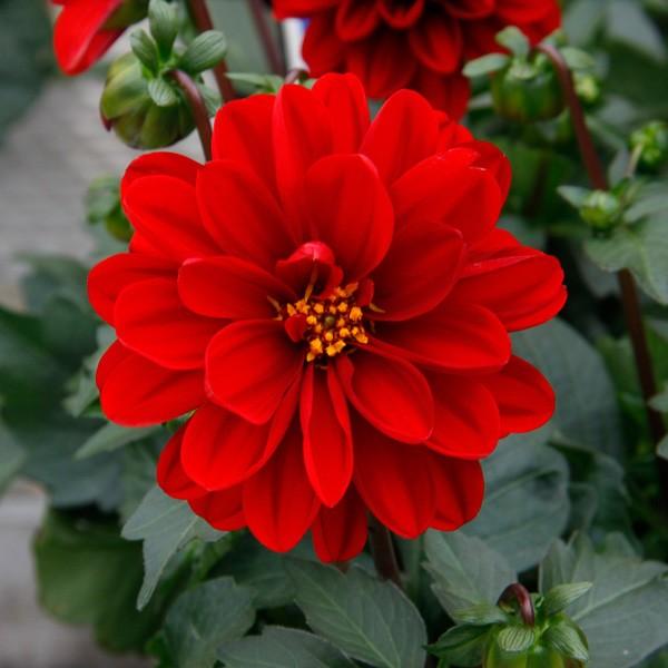 草花の苗 レディダリア ゴア3 5号ポット 園芸ネット 通販 Yahoo ショッピング