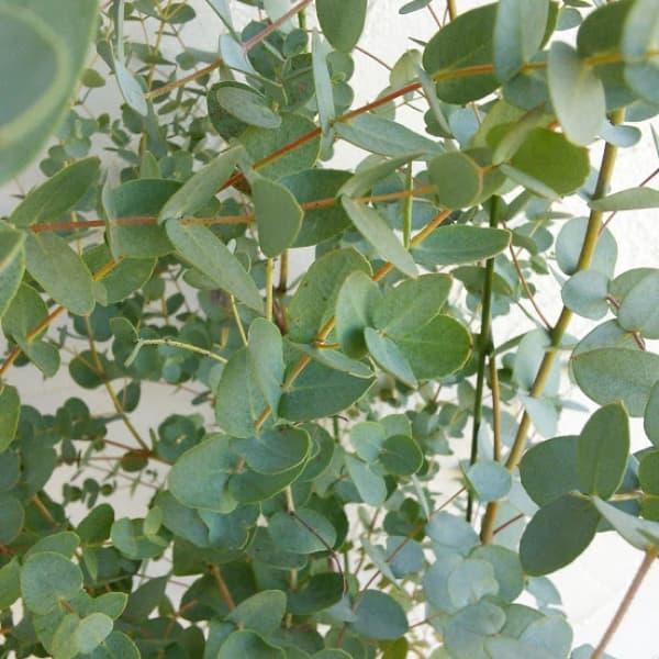 ユーカリはフトモモ科の常緑性高木。幼葉が楕円形で、銀葉品種。普通のユーカリよりも小さな葉が密につく品種です。秋に白色の花を咲かせます。鉢植え、切花やドライフラワーに利用されます。原産地のオーストラリア地方では、20mにも達するようになります...