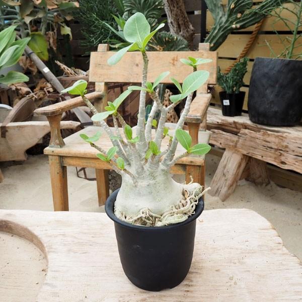 すべての美しい花の画像 最新のhd鉢植え 数え 方