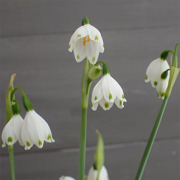 スノーフレーク3.5−4号ポット