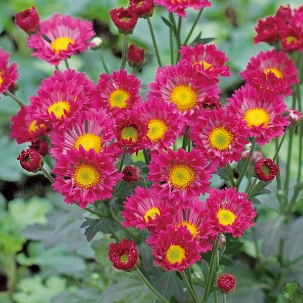 草花の苗 キク（菊） スターメイン3号ポット