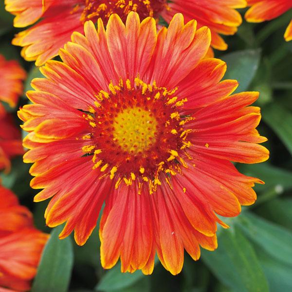 草花の苗 ガイラルディア スピントップ イエロータッチ3.5号ポット