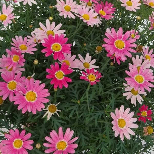 草花の苗 マーガレット ストロベリーホイップ3号ポット