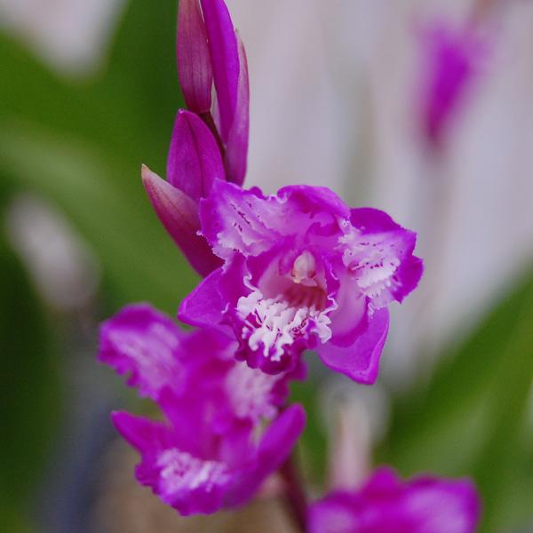 三蝶咲シランは花形が非常に珍しいシランです。突然変異で2枚の花弁がリップ化し、三蝶咲きと呼ばれる花形となった花変り。性質は丈夫で花付きも良い品種です。シラン（紫蘭）は、日本原産のランの仲間です。寒さ暑さに比較的強くて育てやすく、上品で美しい...