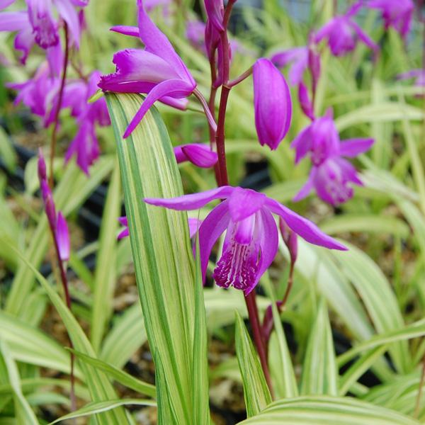 縞斑シランは葉にうっすらと涼し気な縦縞が入る品種です。斑の出方には個体差があり、かなり薄い場合もあります。葉が成熟するにつれ緑葉に近くなります。シラン（紫蘭）は、日本原産のランの仲間です。寒さ暑さに比較的強くて育てやすく、上品で美しい多年草...