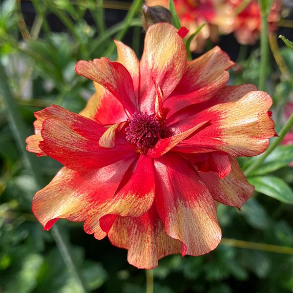 草花の苗 ラナンキュラス ラックスシリーズ ハデス4号ポット Buyee Buyee Japan Shopping Service Buy From Yahoo Buy From Japan Bot Online