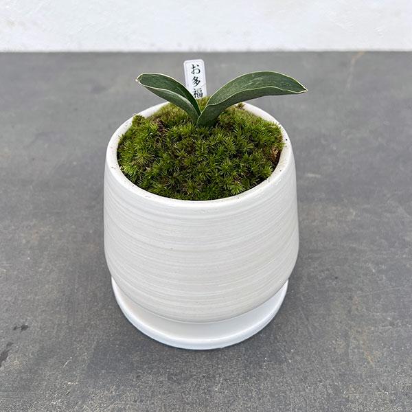 観葉植物 ギフトに 万年青 おもと お多福陶器鉢植え もえ白s 皿付 園芸ネット 通販 Yahoo ショッピング