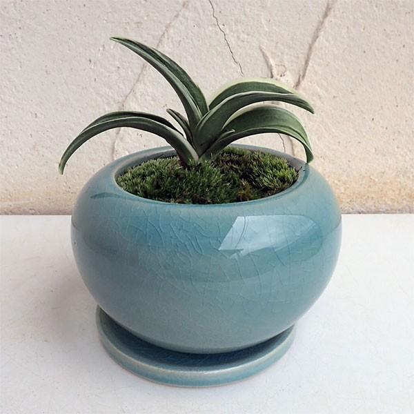 観葉植物 ギフトに 万年青 おもと お多福陶器鉢植え デュラン青s 皿付 園芸ネット 通販 Yahoo ショッピング