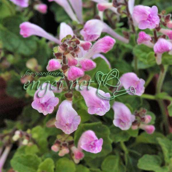 ★入荷から日数が経ったためセール価格となりました。商品の状態は画像と異なる場合があります。★山地の樹林下や野原、丘に生える多年草です。小鉢に生けると大変愛らしく、また、丈夫で育てやすい山野草です。葉は丸くてかわいらしいハート形。すべての花が...