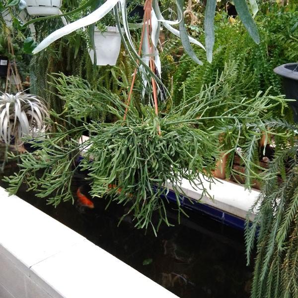 観葉植物 送料無料 リプサリス エワルディアナ 5号鉢植え Www Mohmmadiyon Com