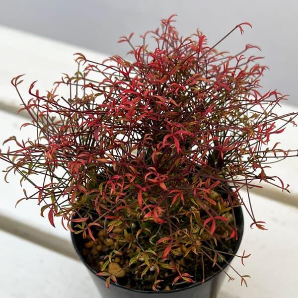 ★入荷から日数が経ったためセール価格となりました。商品の状態は画像と異なる場合があります。★小型で多幹性の錦糸南天（キンシナンテン）。江戸時代以降、古典園芸植物として楽しまれてきました。葉の形状や葉色、樹形など変異が多く、庭植えで楽しむ南天...