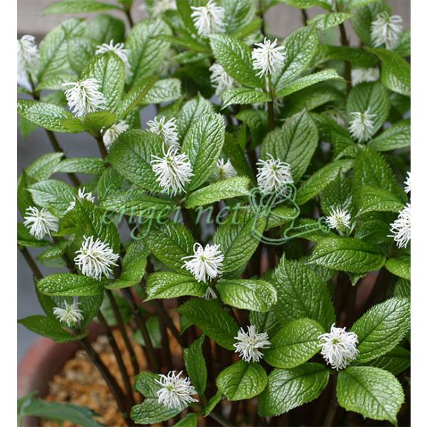 山すそや雑木林などに生える宿根草です。白い花穂が濃い緑の葉に抱かれるように咲く清楚な草姿に雅趣があり、小鉢仕立てなどで栽培されます。大株になると数十本の花穂が立ち、みごとです。4月はじめ頃に、ブラシのような細長い花穂をつけます。よくヒトリシ...