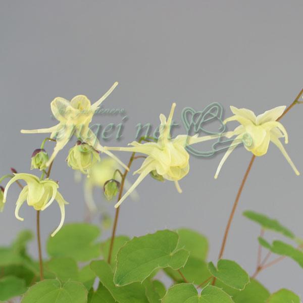 主に北海道の中部から本州の日本海側に自生する山野草で、船の碇（イカリ）に似た花をつけることからこの名がついています。日向でも日陰でも育てられ、春先には黄色の花をつけます。観賞用や薬用として栽培されます。お庭の下草としておすすめです。※詳しい...