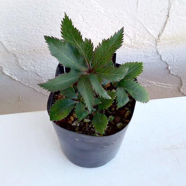 北イタリア、Ligure湾に眺望する芳香性クリスマスローズ。香りのするものが少ないクリスマスローズですが、このリグリクスは唯一カンキツ系の香りがする種です（個体差がありますので全ての個体が香るとは限りません）。性質としては、原生地においても...