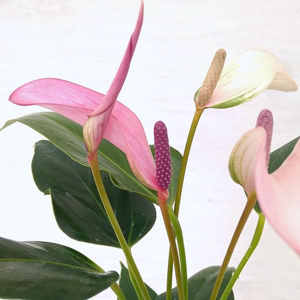 観葉植物 アンスリウム ジズー ジゾー 4号プラ鉢入り 1551 園芸ネット 通販 Yahoo ショッピング