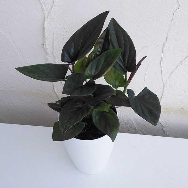 観葉植物 シンゴニウム チョコレート4号鉢植え Buyee Buyee 日本の通販商品 オークションの代理入札 代理購入
