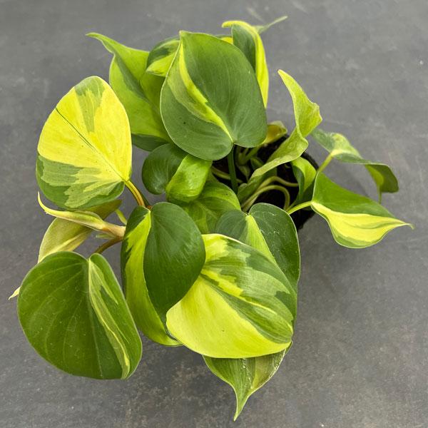 観葉植物 フィロデンドロン オキシカルジウム ブラジル 3号ポット