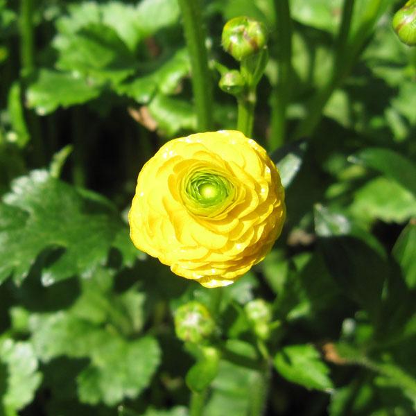 ゴールドコインは原種に近いラナンキュラスです。光沢のある花弁がたくさん重なり、ころんと丸い黄色の花が明るい印象です。耐寒性が強くて強健です。生育力旺盛ですので、毎年横に広がるように増えていきます。グランドカバーにも使えるほど植え放しでよく、...