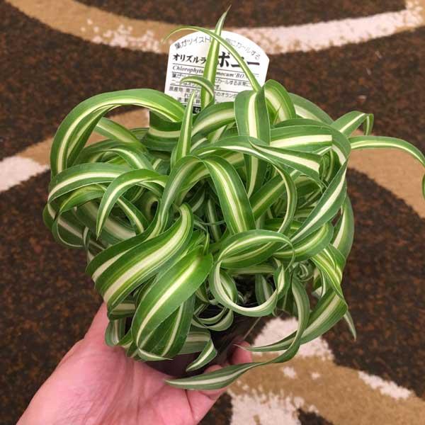 観葉植物 オリヅルラン ボニー3号ポット 3株セット 園芸ネット 通販 Yahoo ショッピング