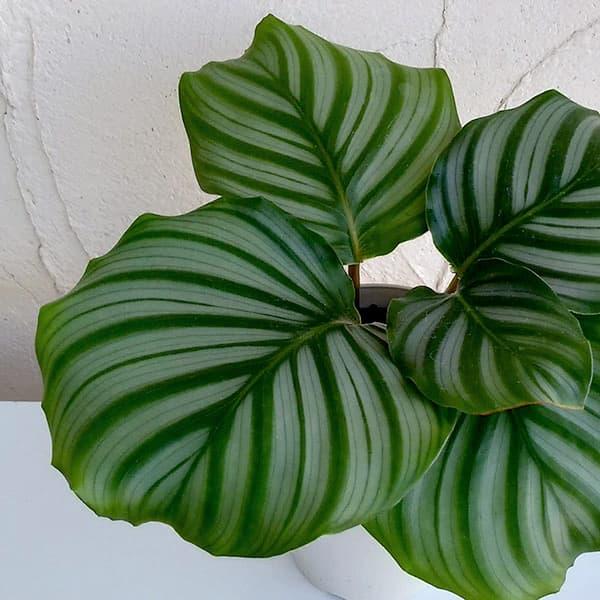 カラテアは熱帯アメリカや熱帯アフリカに分布するクズウコン科の植物で、その仲間は100種類以上の品種があります。オルビフォリアは、葉柄が明るい鮮やかなグリーンにシルバー色の筋模様が入り、他の品種には無い美しさがあります。丸みのある葉の形も魅力...