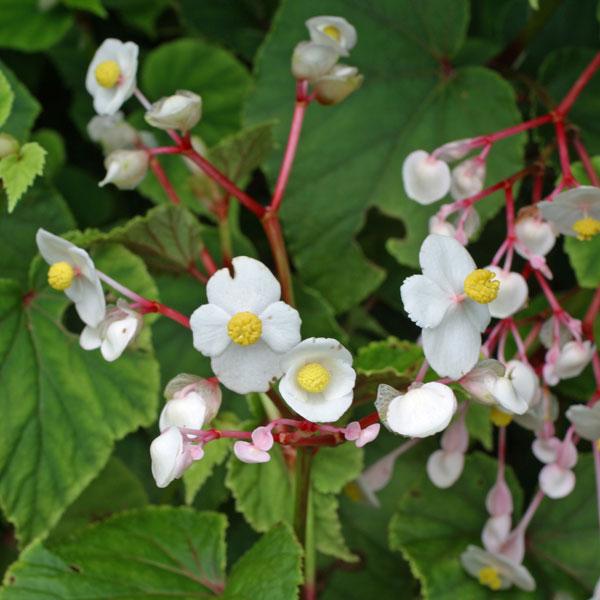 山野草の苗 シュウカイドウ（秋海棠） ホワイト（白花）3号ポット