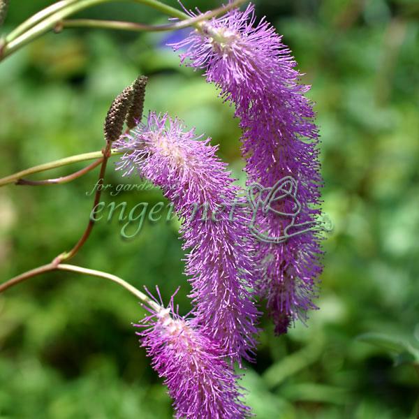 本州中部地方の日本海側に生える多年草。ピンク色の花穂は長さ4〜10cmの細長い円柱形で垂れ下がり、上から下へ咲き進みます。和名は唐糸草で、美しいおしべを中国渡来の絹糸にたとえたものです。※詳しい商品説明は下のほうに記載があります