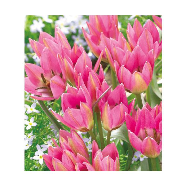 球根 チューリップ 原種系 ガーデンオブクルシウス 3球入り 1586 園芸ネット 通販 Yahoo ショッピング