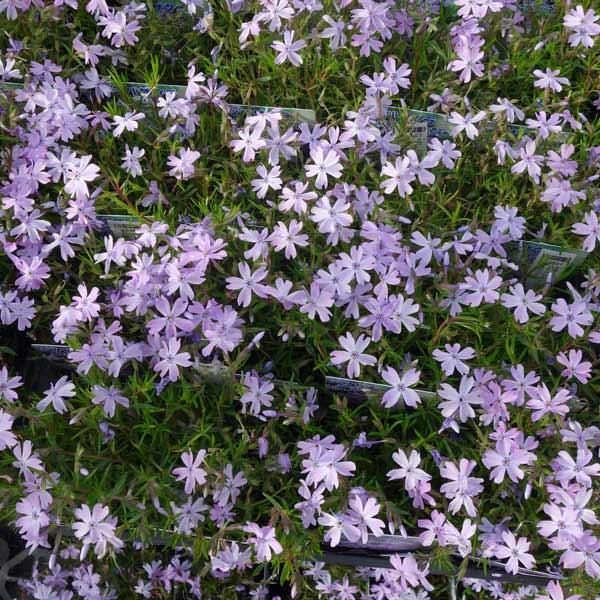 芝桜 シバザクラ エメラルドクッションブルー3号ポット48株セット 送料無料 園芸ネット 通販 Yahoo ショッピング