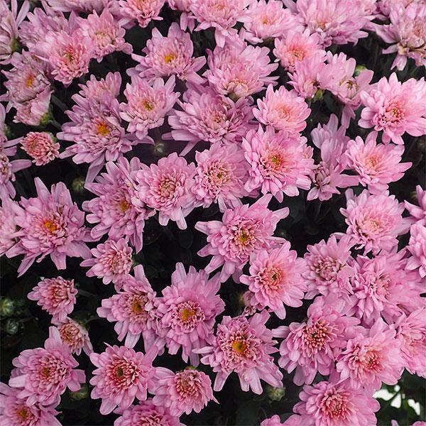 草花の苗 ガーデンマム ジジ ダークピンク3 5号ポット 園芸ネット 通販 Yahoo ショッピング