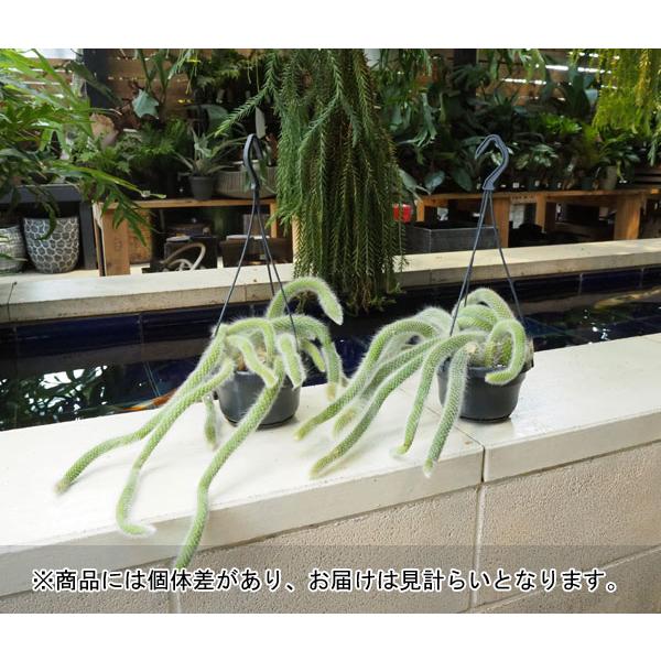 観葉植物 送料無料 紐サボテン ヒルデウィンテラ カラデモノニス Purrworld Com