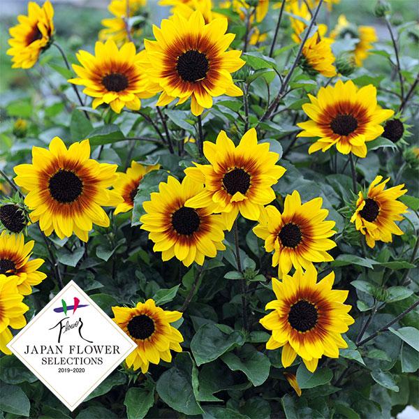 あさイチ で紹介 1シーズンに1000輪咲く 新しいひまわり ギガランキングｊｐ