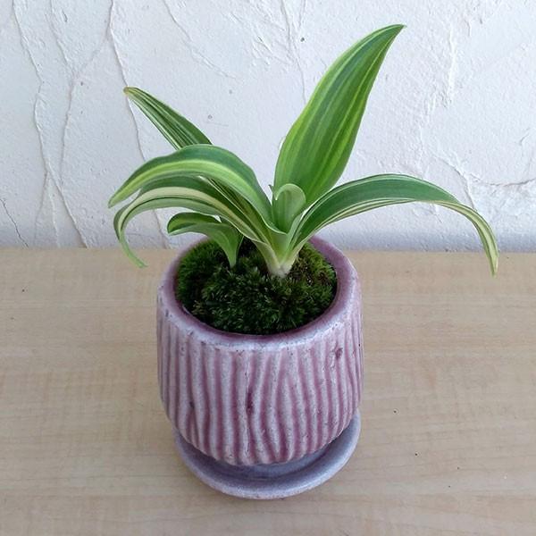 すべての美しい花の画像 無料印刷可能観葉 植物 おもと