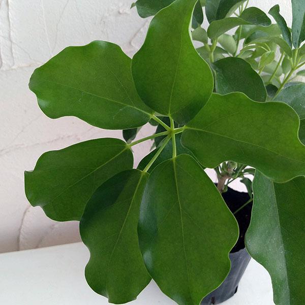 観葉植物 シェフレラ グランディ 5号ポット